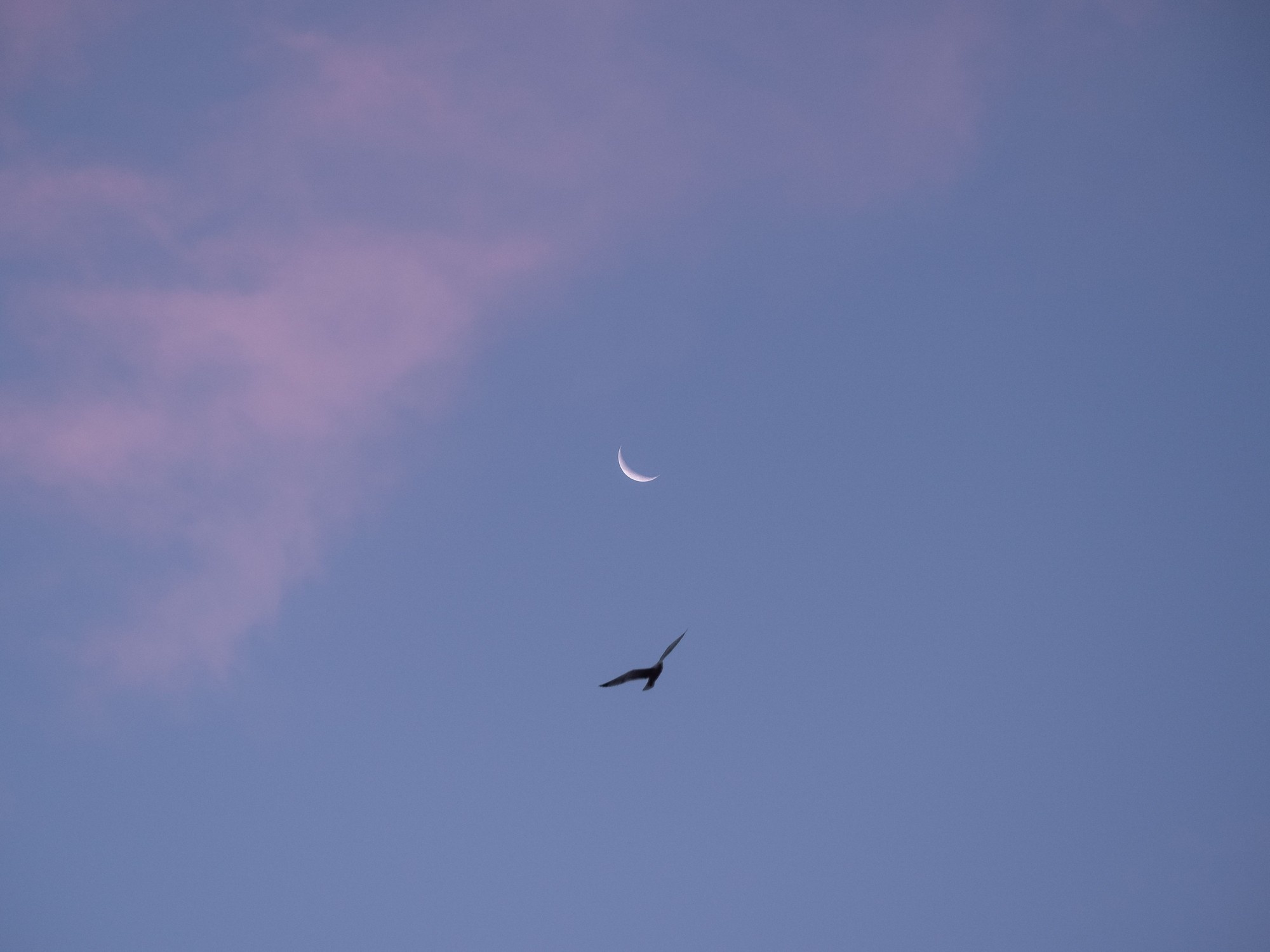 A crescent moon and a bird in a pastel dusk sky